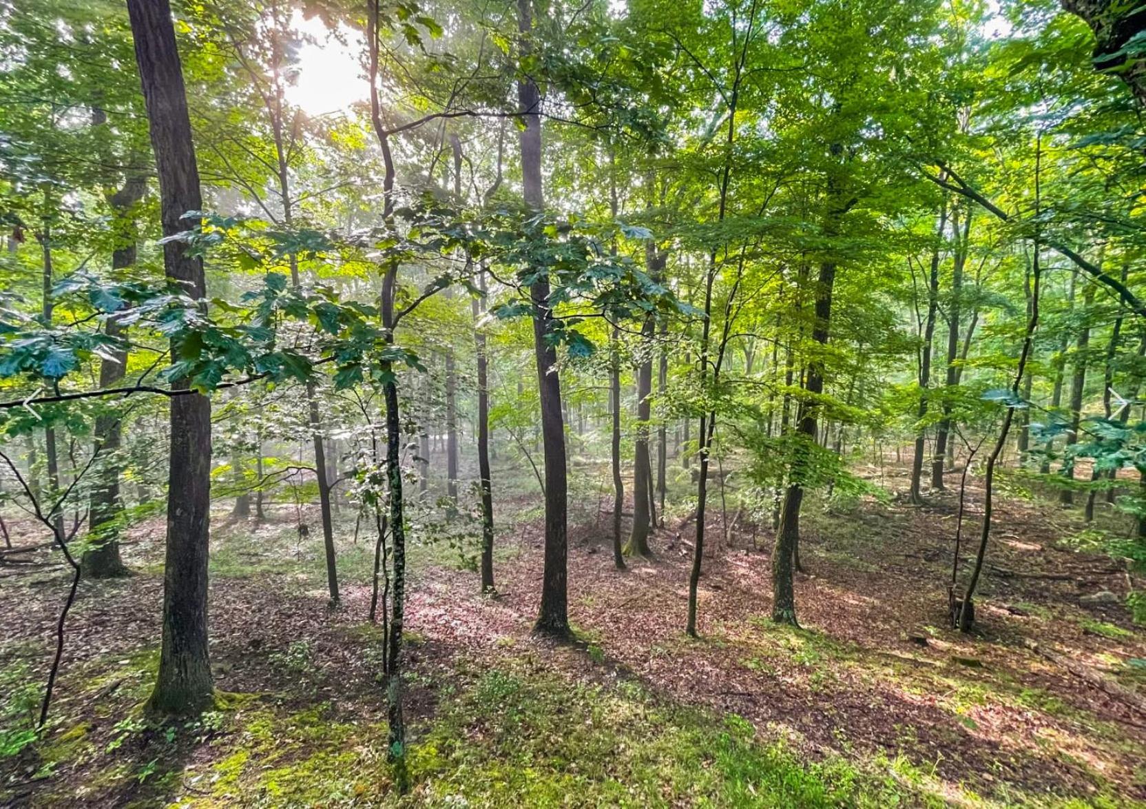 Chalet W Hot Tub, Large Deck, Grill, & Fast Wifi Berkeley Springs Eksteriør bilde